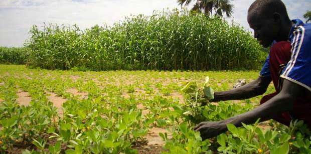 FoodSouthSudan_2