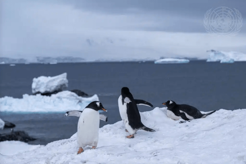 Penguins UN